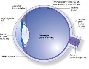 auge,ojo,eye