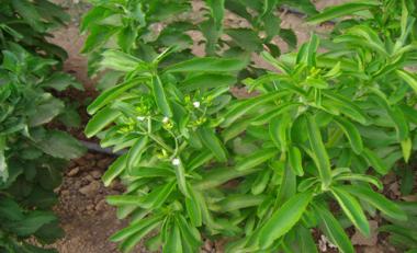 wpid-Stevia-exterior_380x231-2011-08-7-12-57.jpg