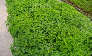 wpid-Stevia-hivernacle_380x2311-2011-08-7-12-57.jpg