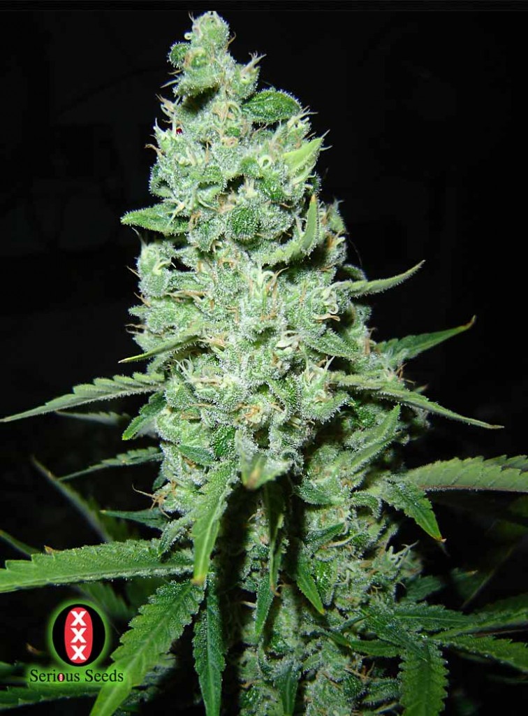 wpid-ak47-cannabis-seeds-756x1024-2011-08-7-12-57.jpg