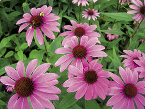 wpid-Echinacea-2011-12-2-12-21.jpg