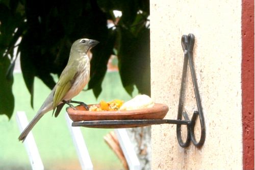 wpid-comedero-pajaros-pared-2012-04-6-13-37.jpg