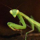 wpid-mantis_portada-2013-01-6-12-34.jpg