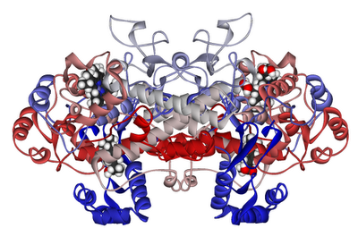 wpid-Cyclooxygenase-1_with_bound_ibuprofen_1EQG-2013-02-19-15-26.png