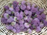 wpid-160px-Chive-Flowers-1-6280-2013-06-28-18-07.jpg