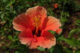 wpid-160px-Hibiscus-9569-2013-06-28-18-07.jpg