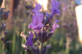 wpid-160px-Lavender-2-3079-2013-06-28-18-07.jpg