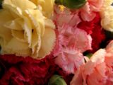 wpid-160px-Mini-Carnations-5632-2013-06-28-18-07.jpg