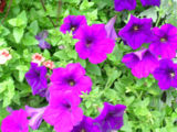 wpid-160px-Purple-petunias-3044-2013-06-28-18-07.jpg