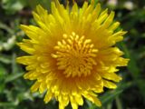 wpid-160px-Sunny-Dandelion-7892-2013-06-28-18-07.jpg