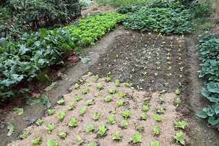 wpid-Garden-bed-succession-planting-2013-07-7-03-01.jpg