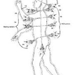 wpid-chakras-columna-150x150-2013-07-8-17-57.jpg