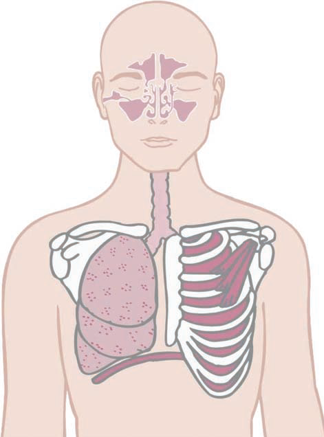 wpid-problemas-respiratorios-2013-07-5-13-17.png