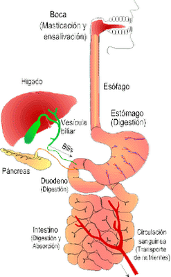 wpid-proceso+digestivo.gif-2013-08-28-17-23.png