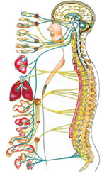 wpid-medula_clip_image001-2013-11-8-18-12.jpg