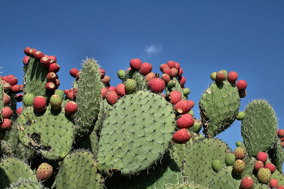 wpid-propiedades-del-nopal-2013-11-16-10-11.jpg