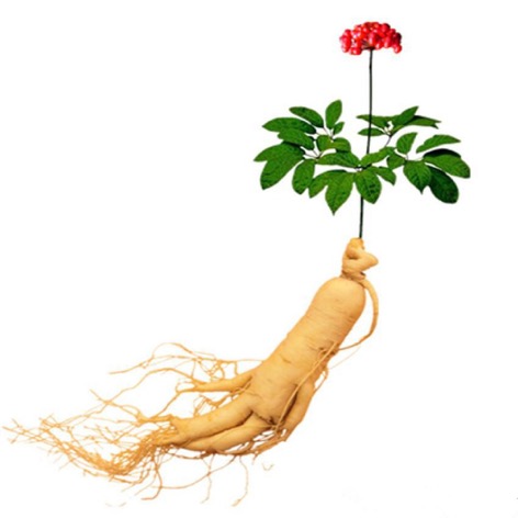 6-Chinese-Hardy-Panax-Ginseng-Seeds-King-of-Herbs-Traditional-Medicine-bonsai-Plant-Free-Shipping-2016-06-3-14-48.jpg