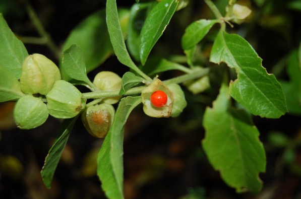 Ashwagandha-herbal-2016-06-3-14-48.jpg