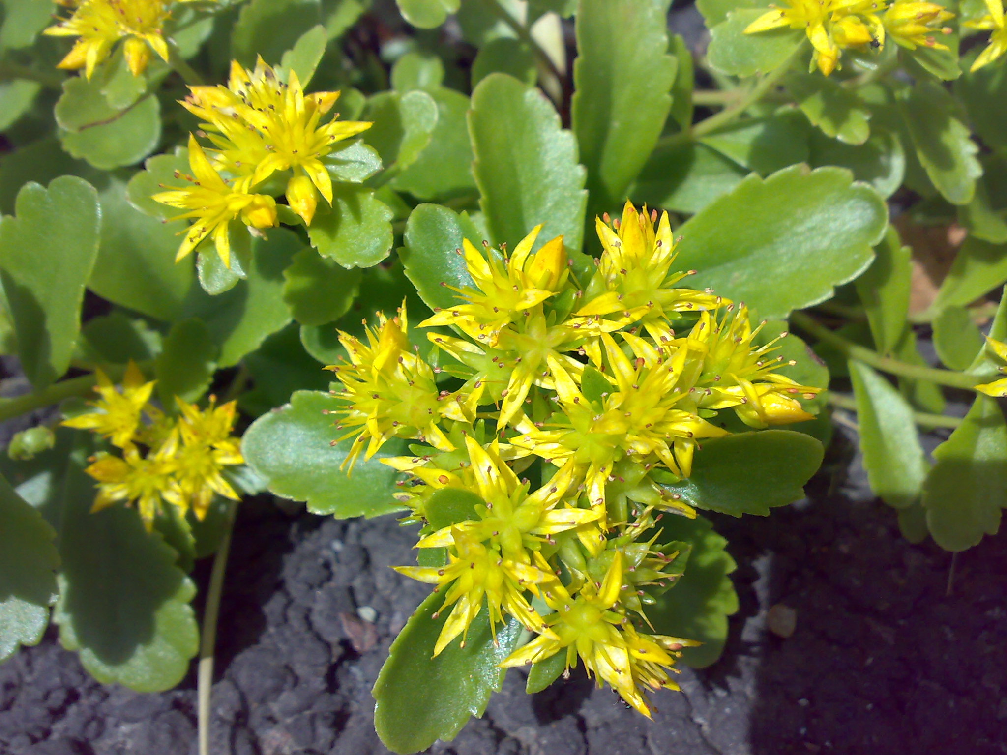 Rhodiola_rosea_10-2016-06-3-14-48.jpg