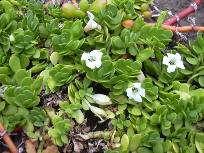 brahmi-2-2016-06-3-14-48.jpg