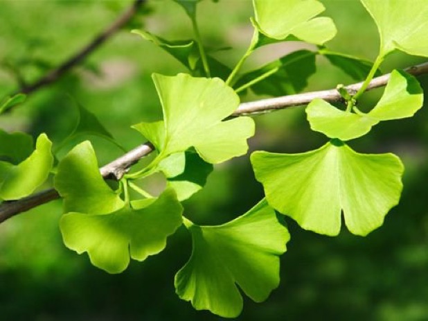 ginkgo_biloba-2016-06-3-14-48.jpg